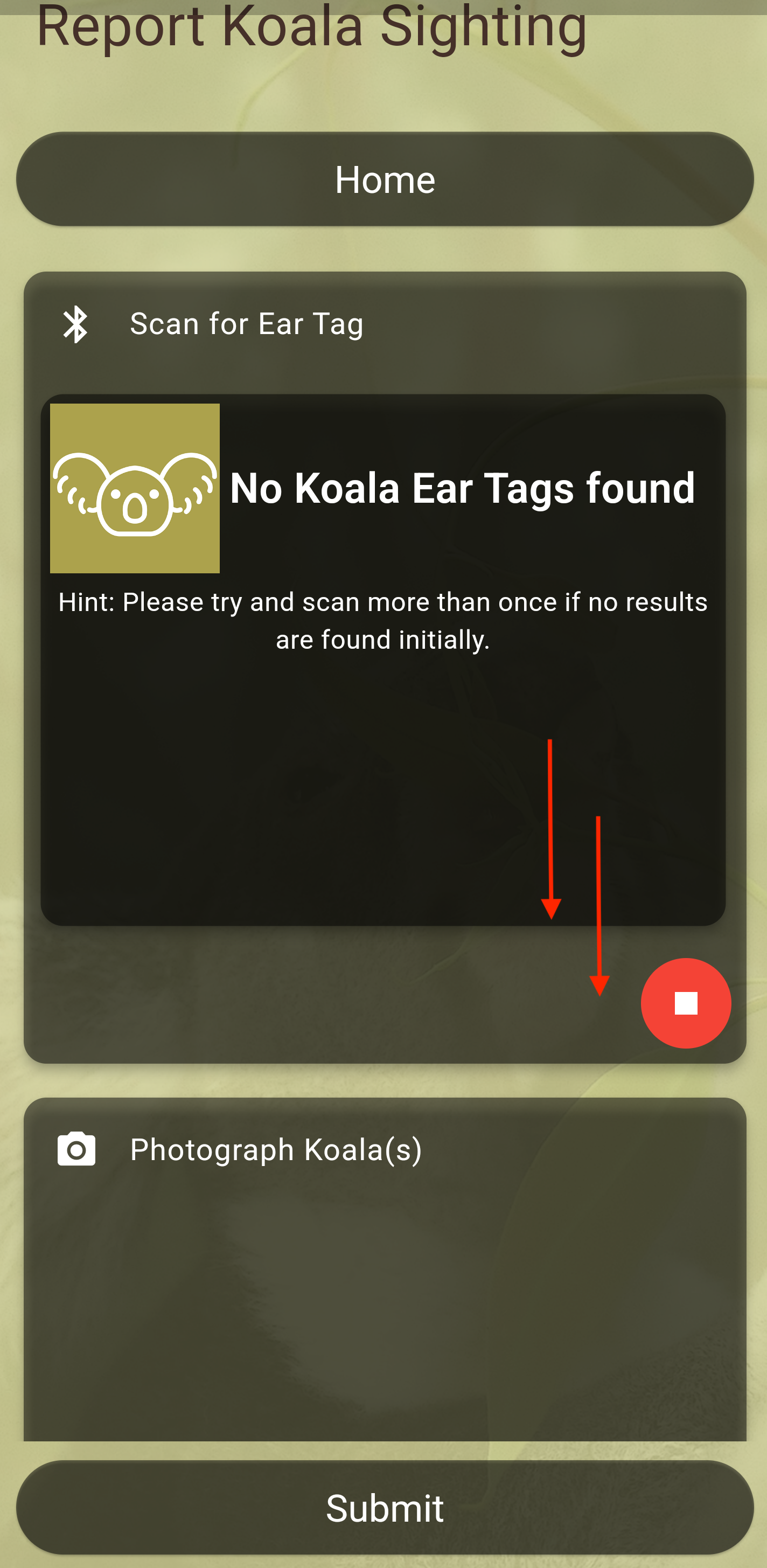 Koala Image
